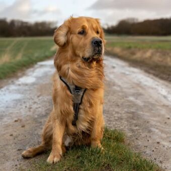 Devoir sur la photographie animalire