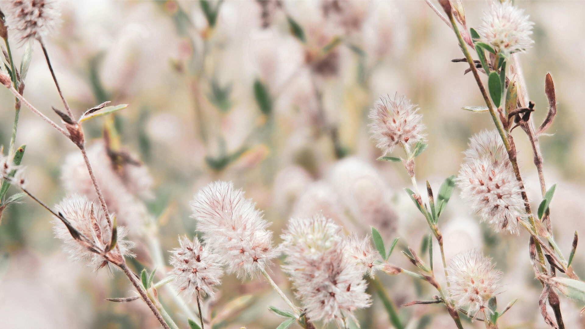 Formations aux Métiers du Bien-être